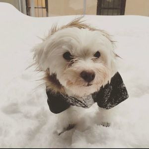 Meet your Posher, Topaz